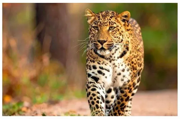 Jaipur Leopard Safari Wildlife Tour Package