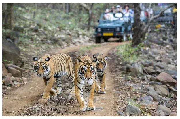 Sariska Wildlife & Tiger Safari Tour Package Rajasthan