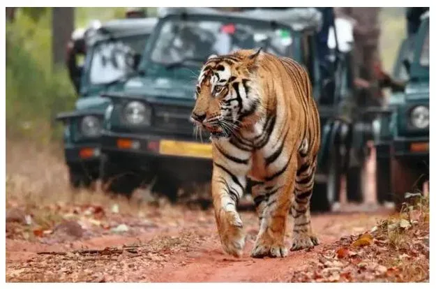03 Nights 04 Days Jaipur Ranthamore Adventure Tour Package