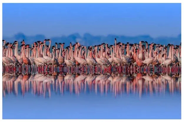 Sambhar Lake Wildlife Sanctuary Tour Package