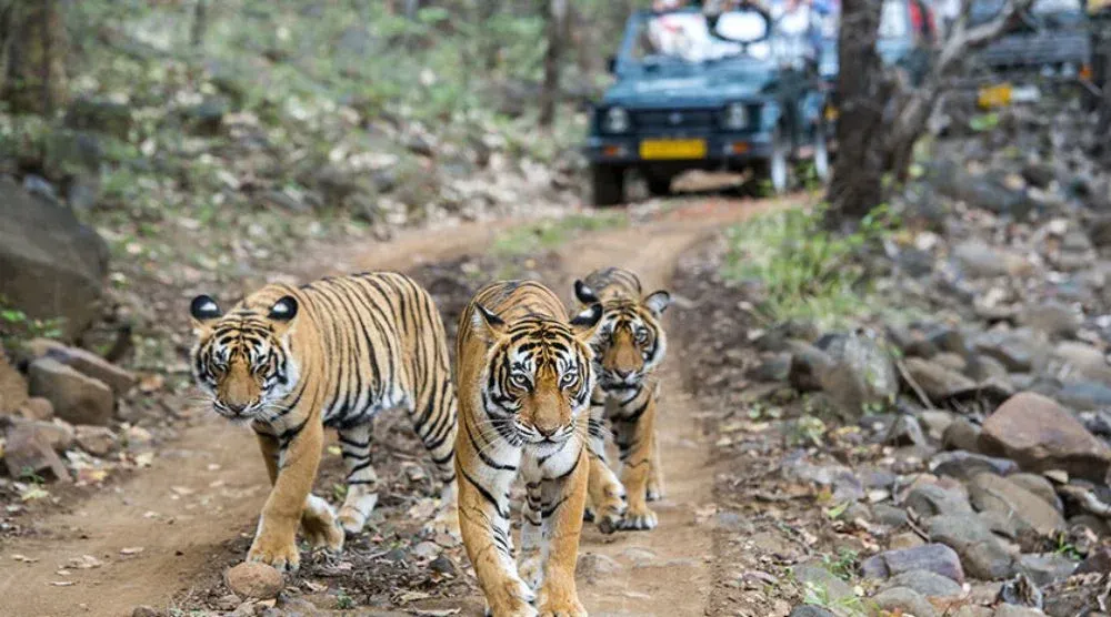 Tiger spotted at Sariska Tiger Reserve Alwar