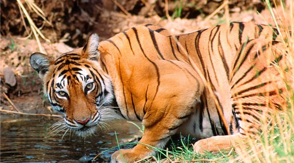 Tiger sighting in Ranthambore jungle safari, Rajasthan